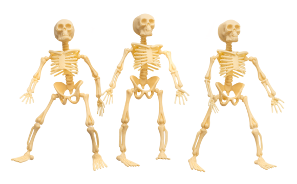 Plastic Halloween Skeleton  for Halloween decoration isolated on background