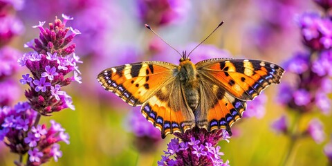 Obraz premium Aerial view of small tortoiseshell butterfly Aglais urticae on purple loosestrife and verbena blossom