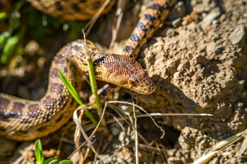 Close-up of Pacific gopher snake (Pituophis catenifer catenifer)