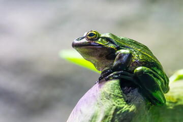 Green Frog/toad