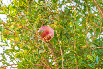 Red ripe pomegranate fruits grow on pomegranate tree in a garden, ready for harvest. Punica...