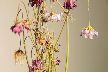 花器に生けられたまま枯れたカラフルなコスモスの花 © fucchie