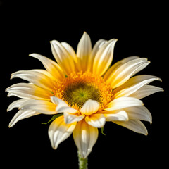 yellow flower on black