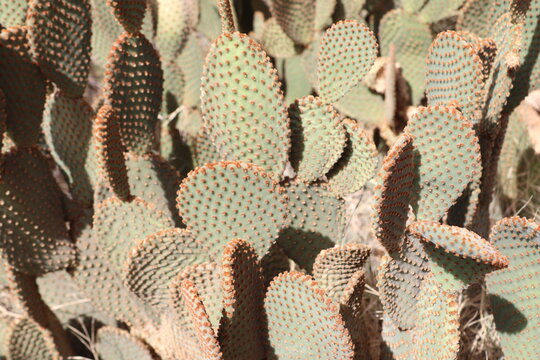 Cactus opuntia jardin de marrakech El Harti