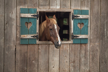 VASHON ISLAND, WASH., U.S. - SEPT. 17, 2017: A horse peers from a barn window on Vashon Island,...