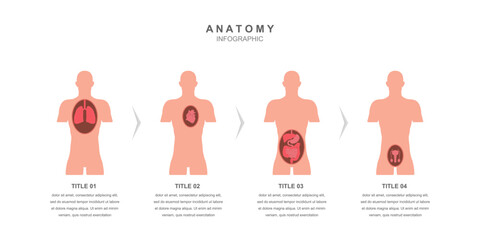 Anatomy of the human body information infographic illustration it can be used in classrooms to facilitate discussions about human biology, anatomy, and health.