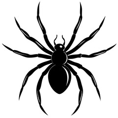 spider on a white background