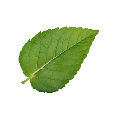 A single green mint leaf on transparent background PNG Generative AI