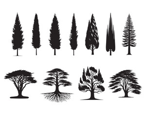 Collection of Mediterranean cypress  Tree Vector illustration - Cypress Plant Silhouette Design