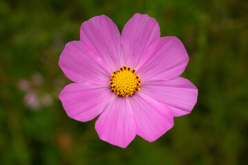 Close up cosmos flower in the nature. Mirasol.