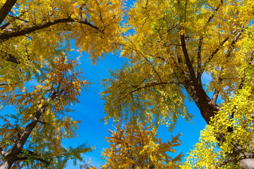 Forest tree top. Tree top in autumn. Tree in the fall forest. Beauty of nature. Autumn background landscape. Yellow color foliage in fall forest. Autumn nature scene. Nature walks