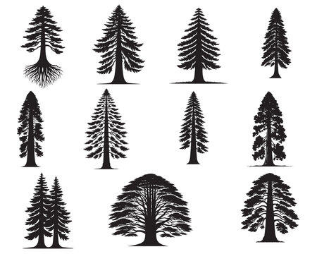 Collection of Redwoods Tree Vector illustration - Sequoioideae Plant Silhouette
