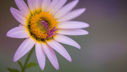 Obraz premium closeup of a pink flower