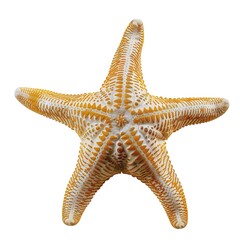 Marine star fish isolated on transparent background isolated on white background