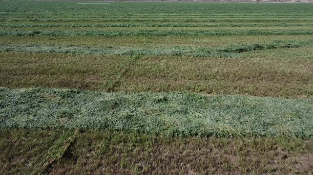 Flight over ground level rows of unraked freshly cut alfalfa