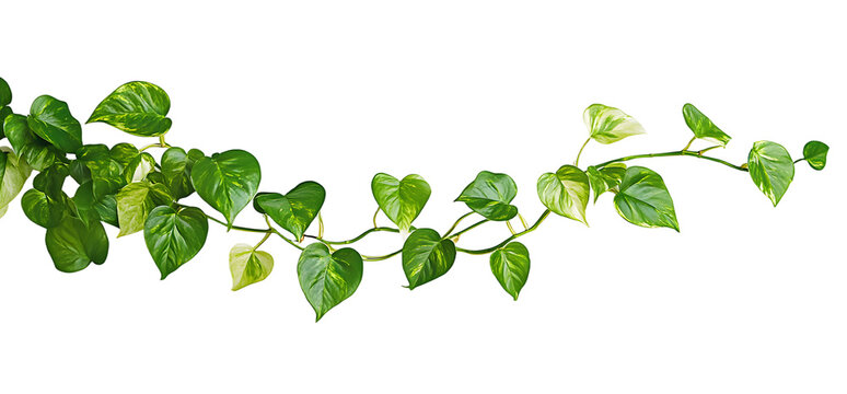 Heart shaped leaves vine golden pothos isolated on white background, tropical climbing jungle plant,&nbsp;