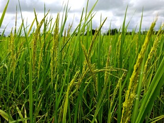 rice field photo, rice sprouts, rice seedlings 