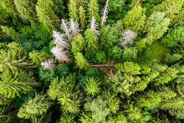 Bird's eye view of tree tops in a coniferous forest, dry dead spruce trees in the middle of green