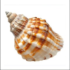 Seashell on Transparent Background isolated 