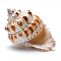 Obraz premium surface seashell is glossy isolated on white 