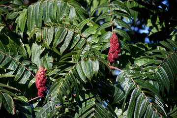 Fototapeta premium Rhus typhina, staghorn sumac, flowering plant in family Anacardiaceae, native to eastern North America, invasive species in some parts of the world. Two red flowers over green foliage background.