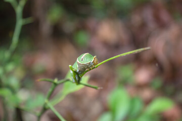 citrus leaf caterpillar on leaf