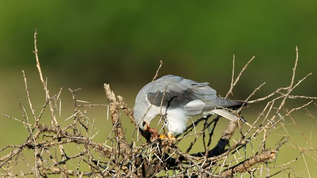 A black-shouldered kite (Elanus caeruleus) perched on a tree with rodent prey, South Africa