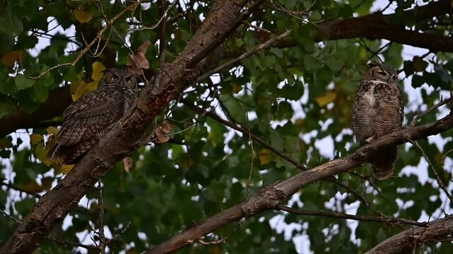 A pair of great-horned owls hooting and stretching 