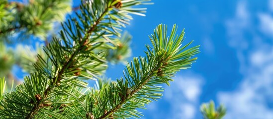Pine Tree With Sharp Needles Against Clear Blue Sky