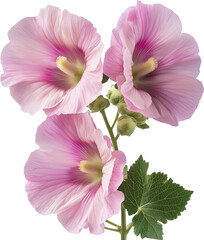 Hollyhock Plant illustration - Alcea rosea Flower isolated 