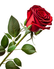 Deep red, ruby rose flower with green leaves, isolated on white background. Realistic open red rose on long stem, symbol of love, decor element, fresh summer blossom closeup