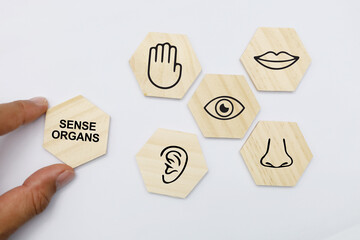 hexagons with five Sense organs icons namely sight, hearing, smell, teste and touch. basic 5 human...