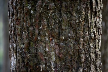 tree bark texture