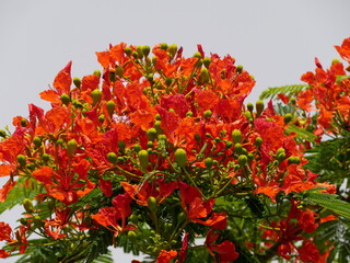 red flowers of royal poinciana in summer in guadeloupe. Delonix regia, tropical flowering tree in...