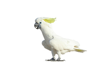 Beautiful Triton Cockatoo parrot standing isolated on transparent background png file © Passakorn