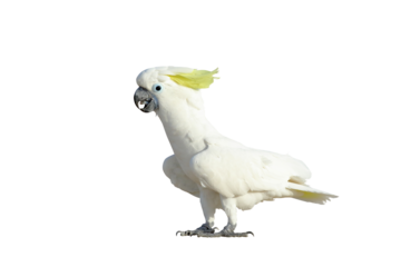 Beautiful Triton Cockatoo parrot standing isolated on transparent background png file