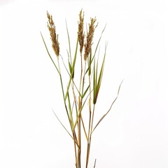 Fototapeta premium Reeds isolated on white background isolated 