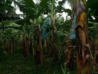 Banana plantation in guadeloupe, with some fruit bunches protected in blue plastic bags. Banana orchards, tropical farm