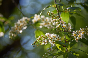 Flowering bird cherry (Prunus padus, hackberry, hagberry, or Mayday) tree in May in spring