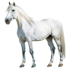White horse collection (portrait, standing), animal bundle isolated on a transparent background 