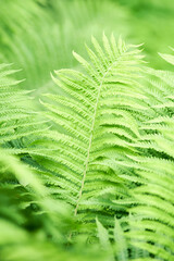 Green leaves background. Selective and soft focus. Copy space.