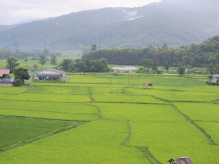 Serene Rice Terraces: Lush green rice paddies stretch out beneath misty mountains, creating a picturesque landscape of tranquility and natural beauty. - Powered by Adobe