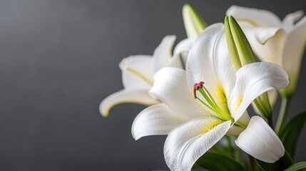 Obraz premium White Lily Flowers Sympathy Card Funeral Condolences Gray Background