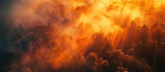 Fototapeta premium Golden Light Filtering Through Foggy Forest