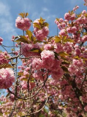 The petals in the wind feel peaceful as if whispering to me.