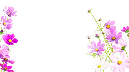 透過イラストフレーム-秋桜（16：9）