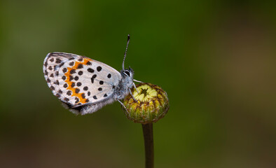 a wonderful little butterfly with black dots,Checkered Blue, Scolitantides orion
