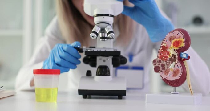 Scientist studying kidney model and urine sample in laboratory