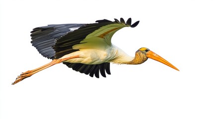 Obraz premium Beautiful painted stork flying isolated on white background