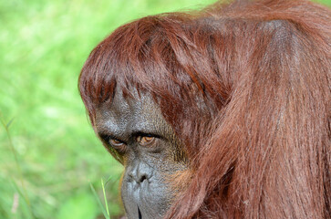 オランウータン © ふわしん